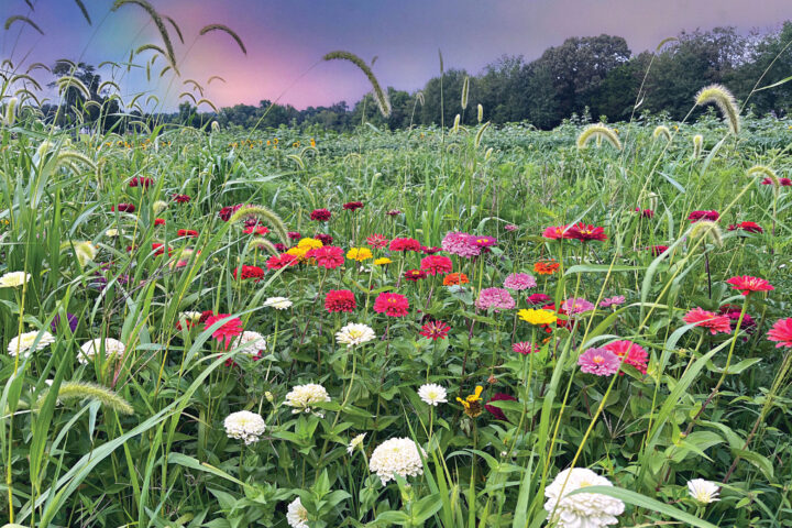 Meadow of bright zinnias among tall grasses with a distant tree line under a pastel sky at dusk/afternoon light.
